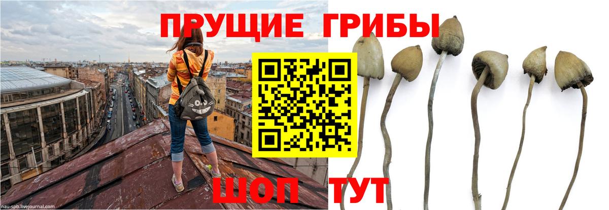 Галлюциногенные грибы ЛСД  Вход с VPN  Галлюциногенные грибы Psilocybe  Донецк 